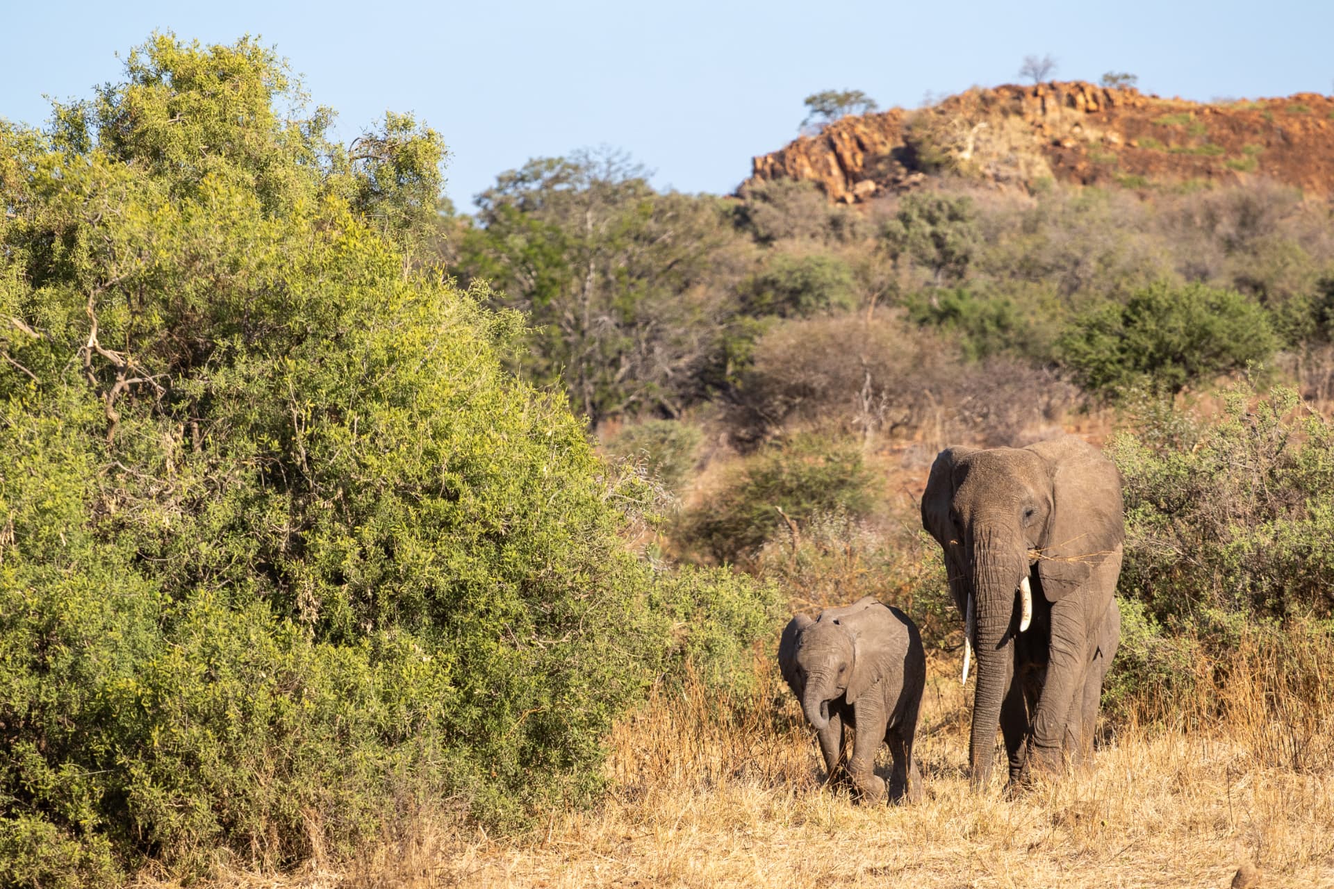 Luvhondo safari packages elephant and calf